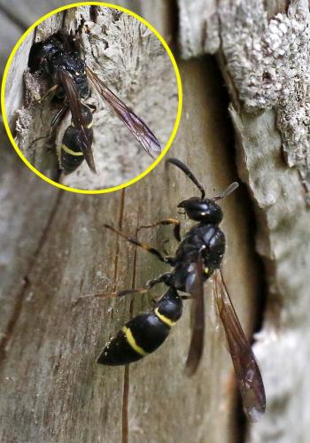Symmorphus allobrogus